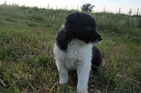 Border Collie - szczeniaki