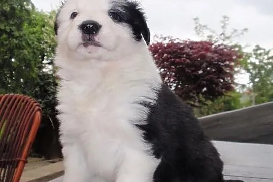 Border Collie - szczeniaki