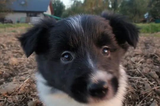 Border Collie - szczeniaki