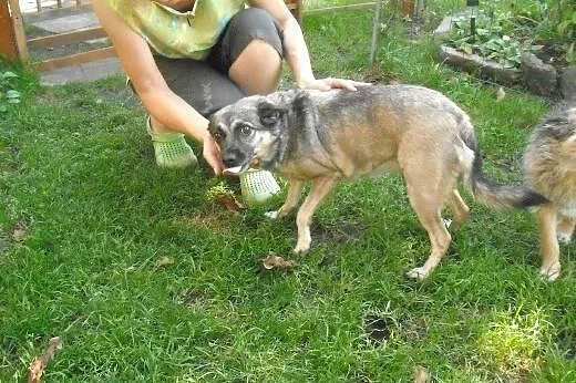 Kama osierocona po śmierci właścicielki szuka domu