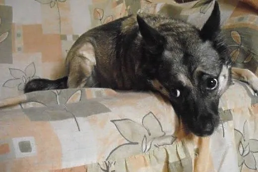 Kama osierocona po śmierci właścicielki szuka domu
