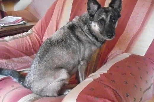 Kama osierocona po śmierci właścicielki szuka domu