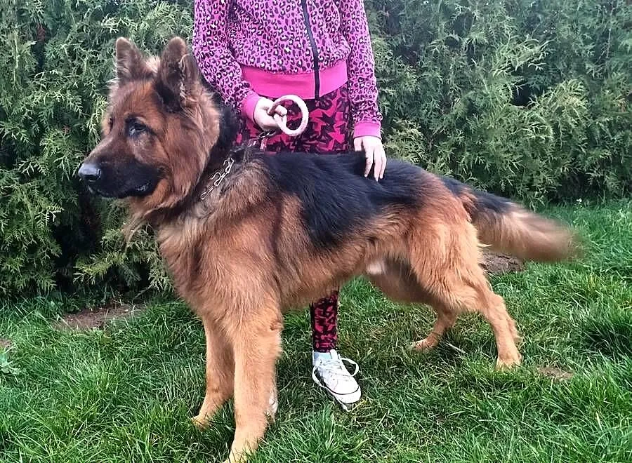 Owczarek Niemiecki Długowłosy, Warmińsko-mazurskie, Targowisko Dolne