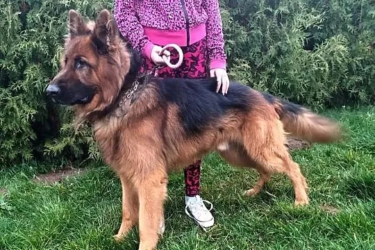 Owczarek Niemiecki Długowłosy, Warmińsko-mazurskie, Targowisko Dolne