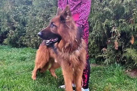 Owczarek Niemiecki Długowłosy, Warmińsko-mazurskie, Targowisko Dolne