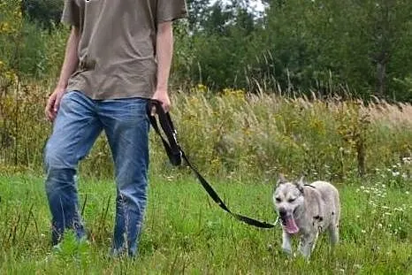 Różyczka- bardzo pozytywna sunia chce wreszcie mie