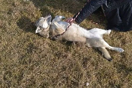 Różyczka- bardzo pozytywna sunia chce wreszcie mie