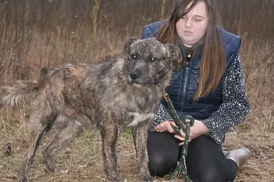Roczny niesamowity mieszaniec szuka domku