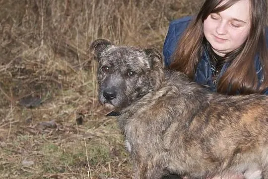Roczny niesamowity mieszaniec szuka domku