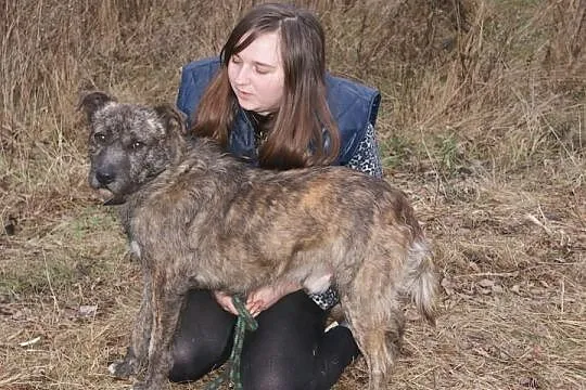 Roczny niesamowity mieszaniec szuka domku