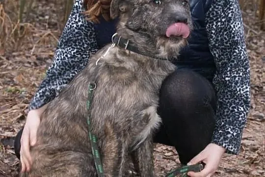 Roczny niesamowity mieszaniec szuka domku