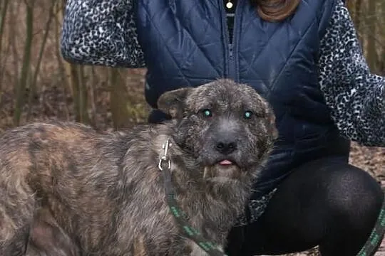 Roczny niesamowity mieszaniec szuka domku