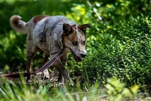 Zgredek niczym domowy skrzat!,  mazowieckie Warsza