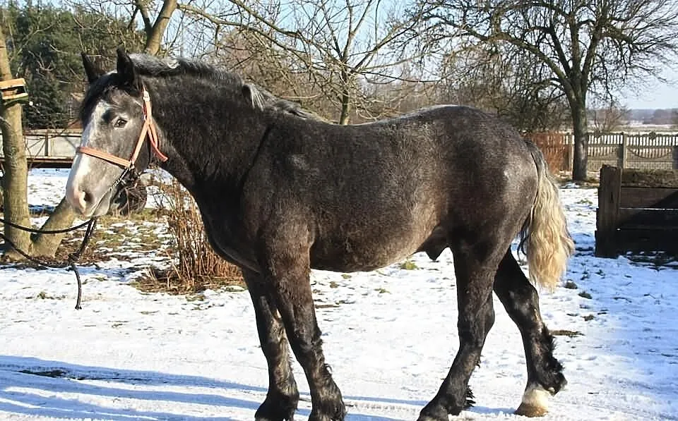 1,5 Roczny Ogier Zimnokrwisty