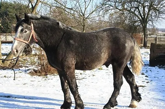 1,5 Roczny Ogier Zimnokrwisty