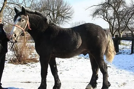 1,5 Roczny Ogier Zimnokrwisty