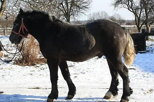 1,5 Roczny Ogier Zimnokrwisty