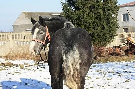 1,5 Roczny Ogier Zimnokrwisty