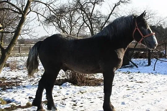 1,5 Roczny Ogier Zimnokrwisty