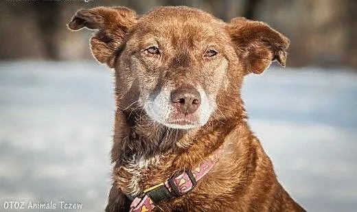 OTOZ Animals - Zosia - wyjątkowa i cudowna suczka