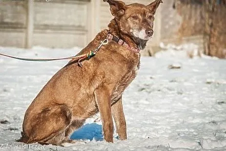 OTOZ Animals - Zosia - wyjątkowa i cudowna suczka 