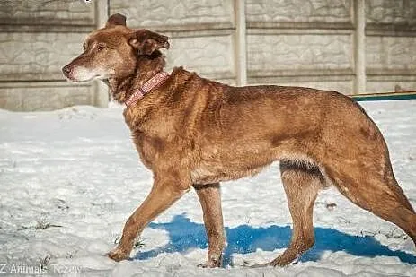 OTOZ Animals - Zosia - wyjątkowa i cudowna suczka 