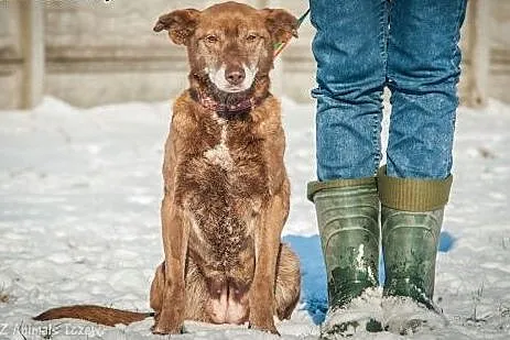 OTOZ Animals - Zosia - wyjątkowa i cudowna suczka 