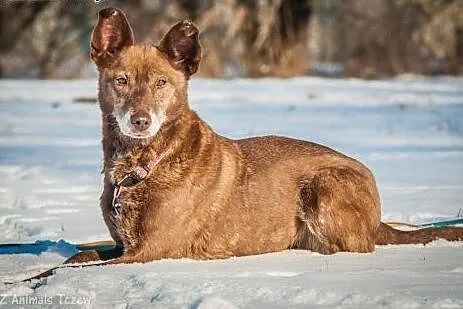 OTOZ Animals - Zosia - wyjątkowa i cudowna suczka 