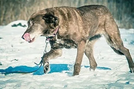 OTOZ Animals - Zosia - wyjątkowa i cudowna suczka 