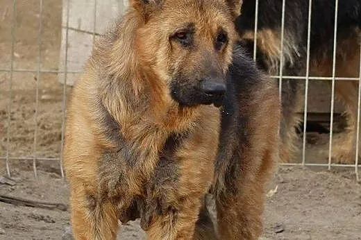 Tarys - pies do pokochania szuka ciepłego domu,  m