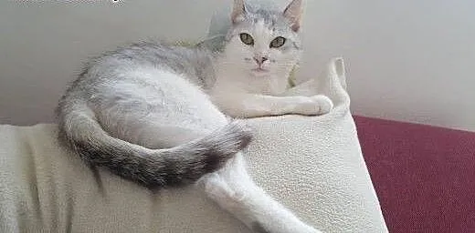 Mizia - PIĘKNA I MŁODA KOTKA do adopcji!, mazowie