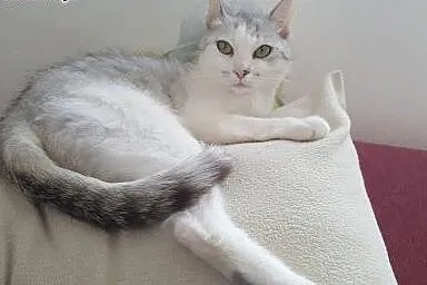 Mizia - PIĘKNA I MŁODA KOTKA do adopcji!,  mazowie