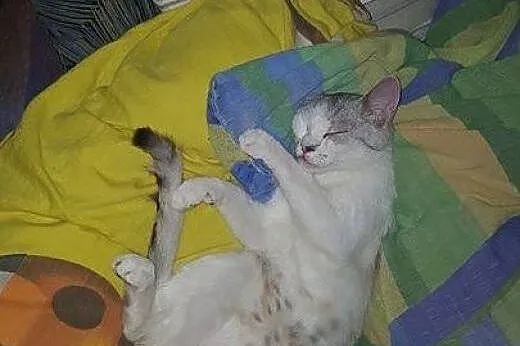 Mizia - PIĘKNA I MŁODA KOTKA do adopcji!,  mazowie