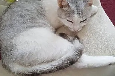 Mizia - PIĘKNA I MŁODA KOTKA do adopcji!,  mazowie