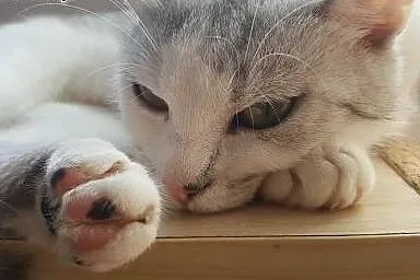 Mizia - PIĘKNA I MŁODA KOTKA do adopcji!,  mazowie