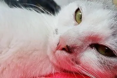 Mizia - PIĘKNA I MŁODA KOTKA do adopcji!,  mazowie