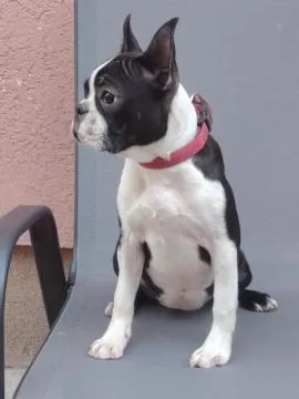 Boston terrier Piękne zarejestrowane suczka na sprzedaż, Mazowieckie, Warszawa