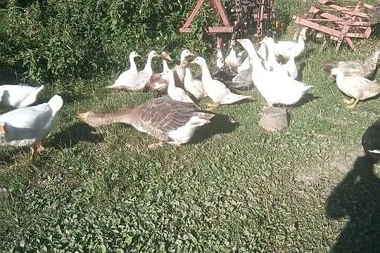 Gęś chołmogor, Małopolskie, Olszowice