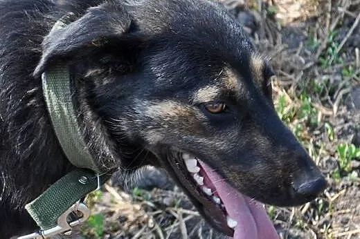 Dżina bardzo mądra i wrażliwa sunia marzy o kochaj