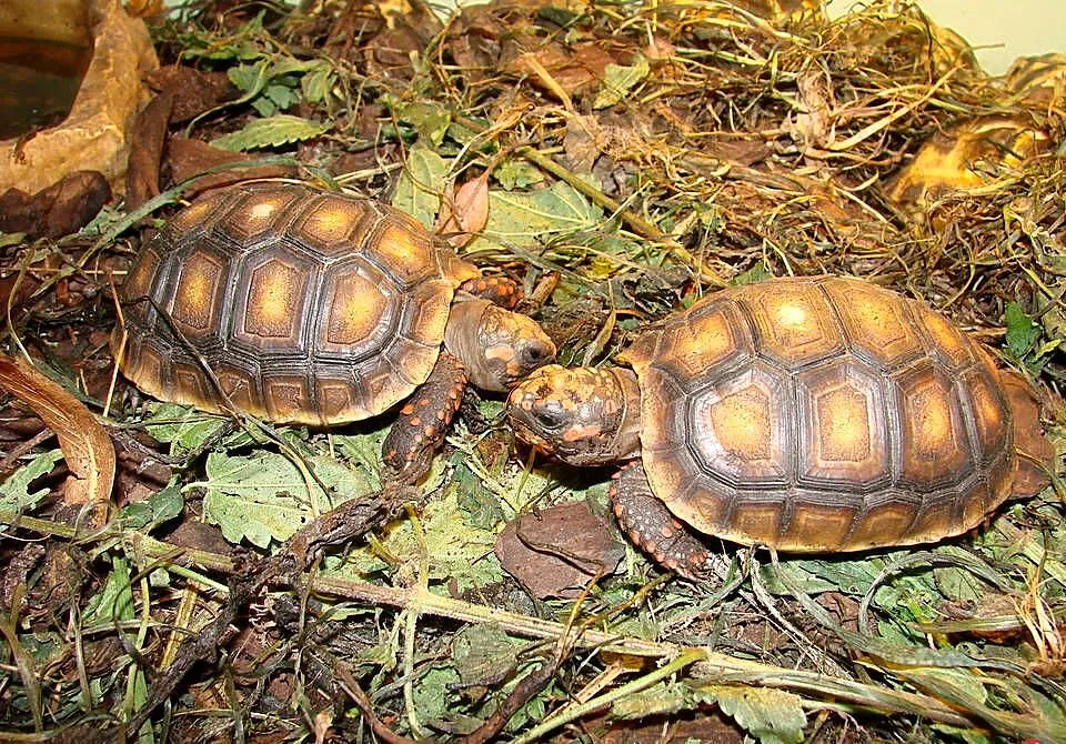 żółw leśny (Chelonoides carbonarius) 2020, Śląskie, Gliwice