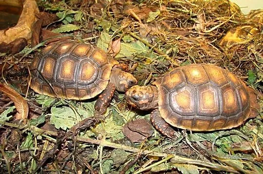 żółw leśny (Chelonoides carbonarius) 2020, Śląskie, Gliwice