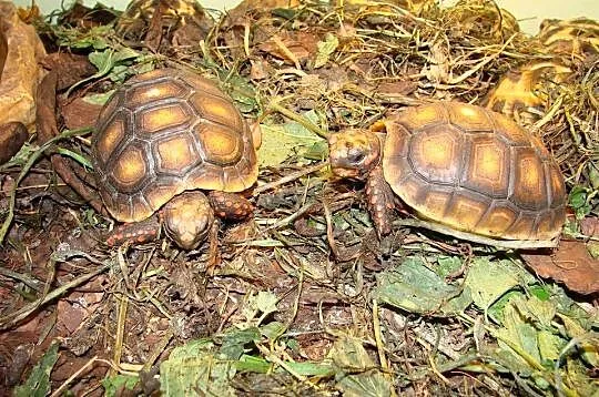 żółw leśny (Chelonoides carbonarius) 2020, Śląskie, Gliwice