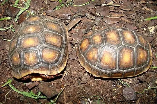 żółw leśny (Chelonoides carbonarius) 2020, Śląskie, Gliwice