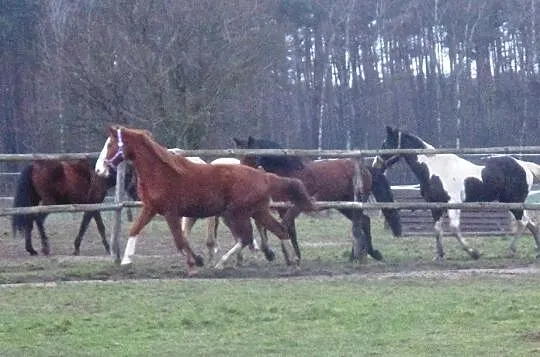 Malowany ogier Viscount x Qulester/Escudo