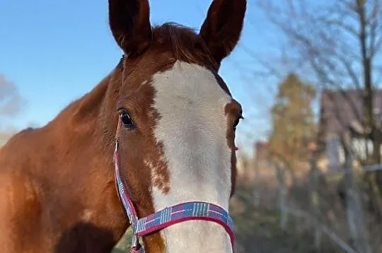 Malowany ogier Viscount x Qulester/Escudo