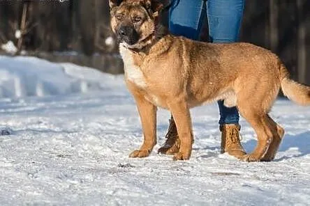 Haker, miśkowaty, przyjazny psiak z klapniętymi us