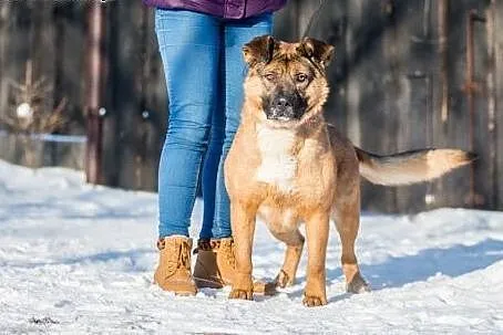 Haker, miśkowaty, przyjazny psiak z klapniętymi us