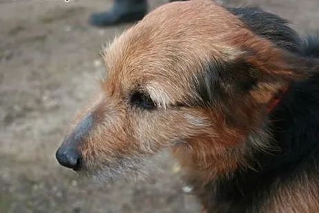 Piotruś psi senior prosi o swojego kochanego człow