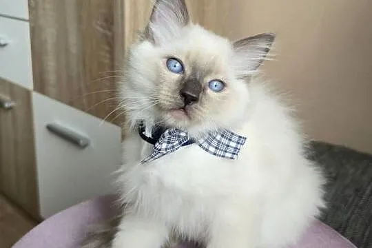 Rasowy kot Ragdoll