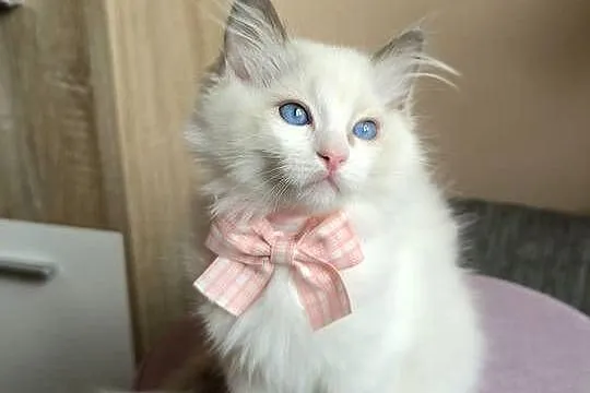 Rasowy kot Ragdoll, Mazowieckie, Warszawa